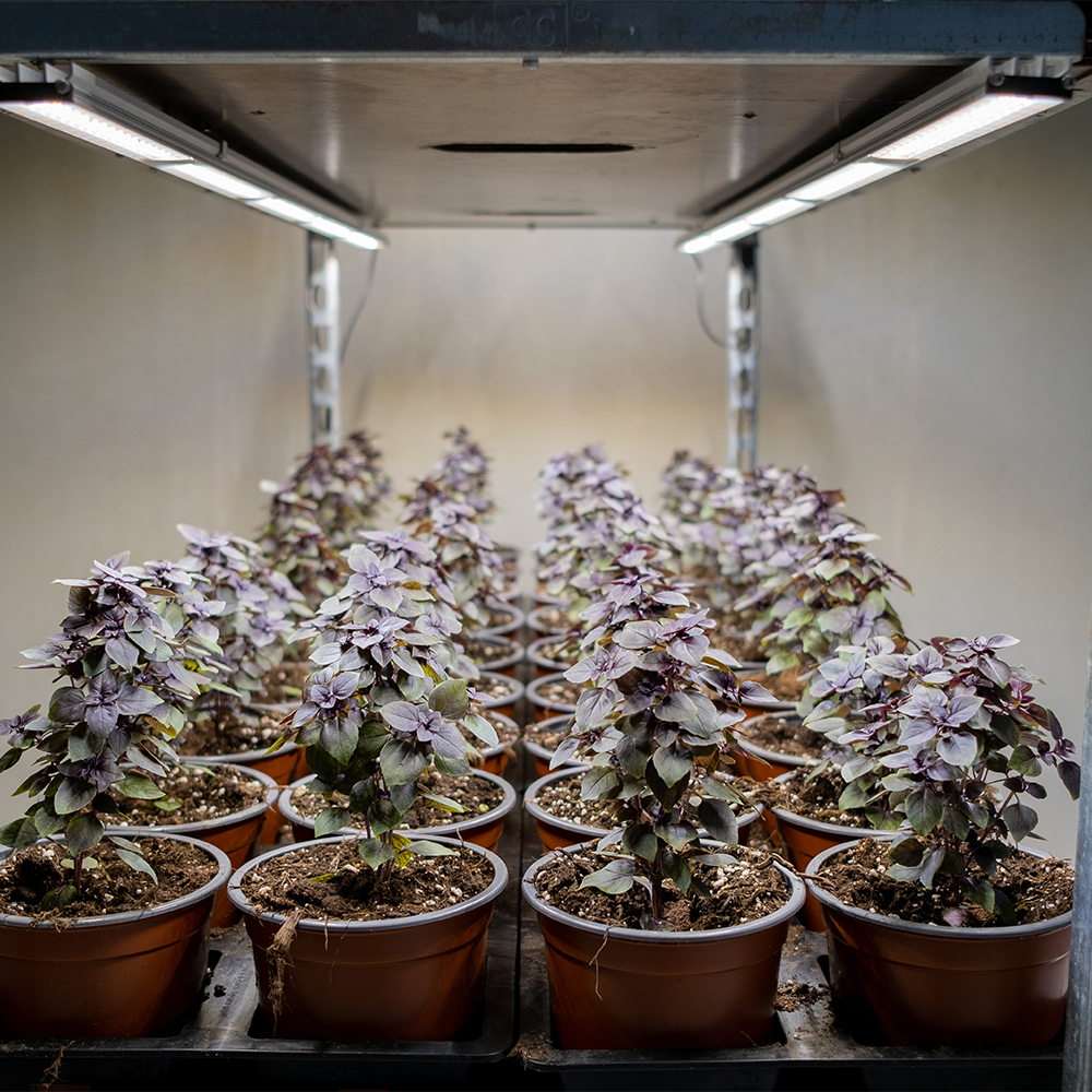 SANlight SANlight FLEX II Set | LED Propagation Light Bars for Seedlings & Clones AU Propagation Lighting Australia LED grow light system full spectrum lighting indoor plant lighting